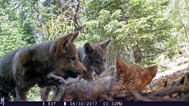 The Latest: Judge upholds California grey wolf protection | iNFOnews.ca