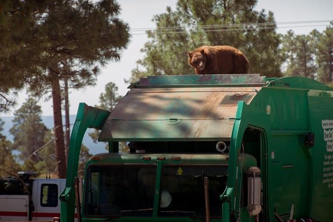 New Mexico bear hitches a ride on top of a garbage truck | iNFOnews.ca