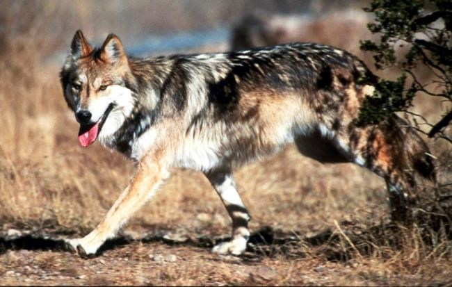 Lawsuits say Mexican grey wolf recovery plan is flawed | iNFOnews.ca