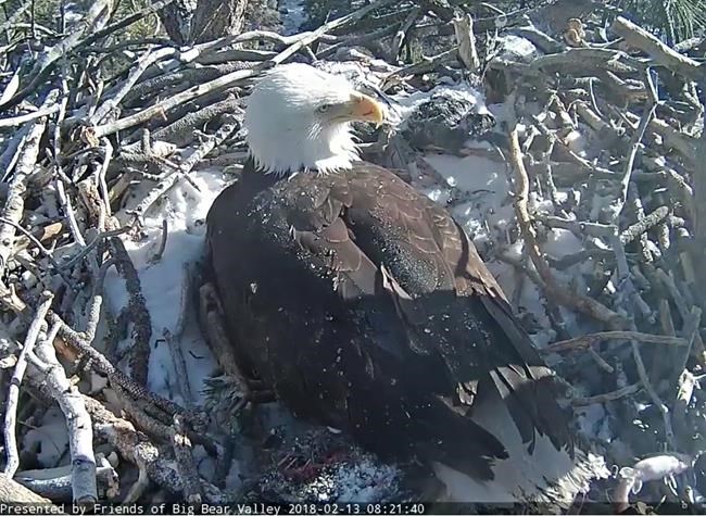Second bald eagle hatches in Southern California mountains | iNFOnews.ca
