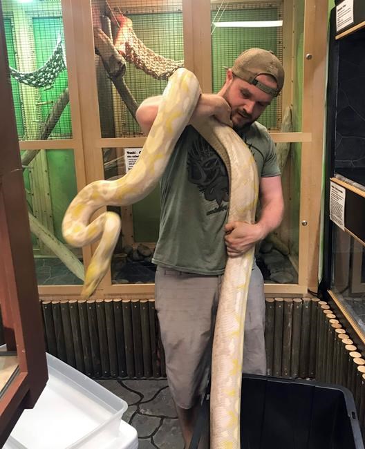 Python that went missing during California fire is found | iNFOnews.ca