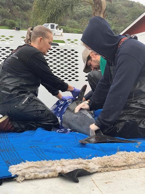 Dolphin strandings increase along Southern California coast | iNFOnews.ca