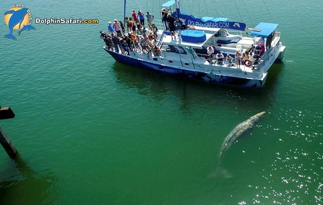 Baby whale gets up close with Southern California beachgoers | iNFOnews.ca Baby whale gets up close with Southern California beachgoers | iNFOnews.ca