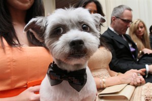 'You may now lick the bride': Doggy weddings more about fun than real puppy love, experts say | iNFOnews.ca CP31667509