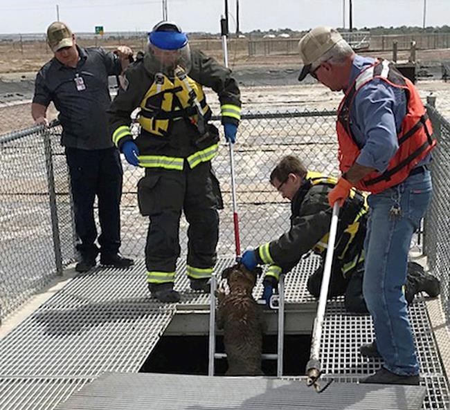 Dog rescued from Colorado wastewater treatment plant | iNFOnews.ca