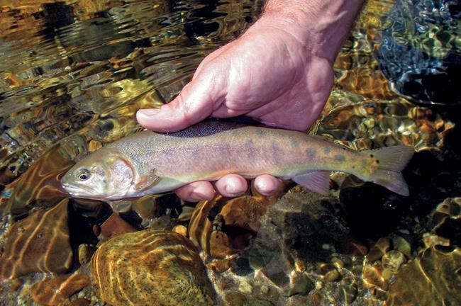 Rare California trout species returns to native habitat | iNFOnews.ca Rare California trout species returns to native habitat | iNFOnews.ca