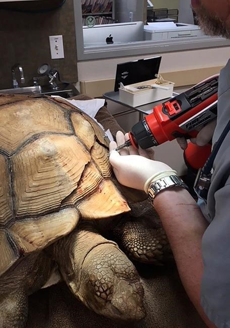 California tortoise with cracked shell gets $4,000 repair | iNFOnews.ca