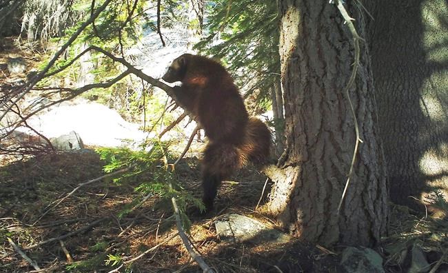 US officials: Climate change not a threat to rare wolverine | iNFOnews.ca
