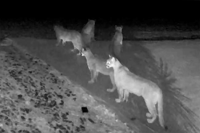 Rare video shows 5 mountain lions together in California | iNFOnews.ca Rare video shows 5 mountain lions together in California | iNFOnews.ca
