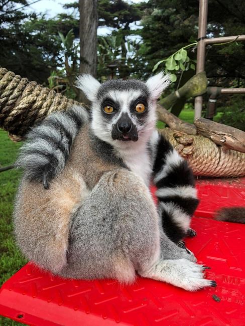 Lemur missing after break-in at San Francisco Zoo | iNFOnews.ca Lemur missing after break-in at San Francisco Zoo | iNFOnews.ca