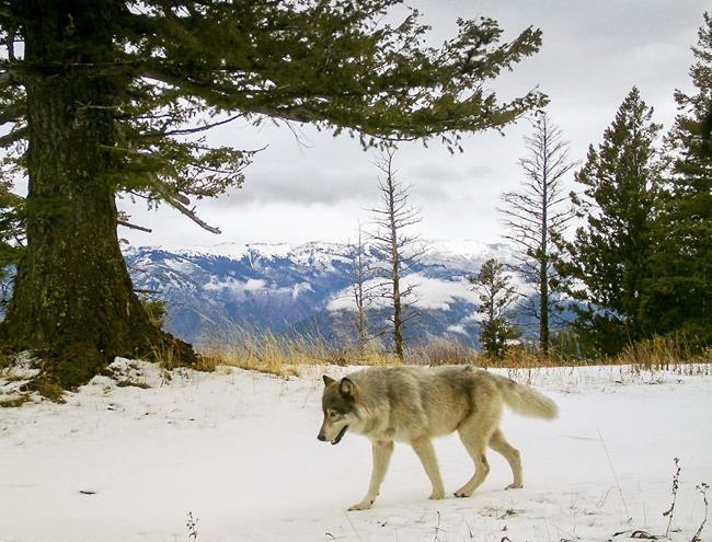 Wolves prove resilient, but proposal could curtail expansion | iNFOnews.ca Wolves prove resilient, but proposal could curtail expansion | iNFOnews.ca