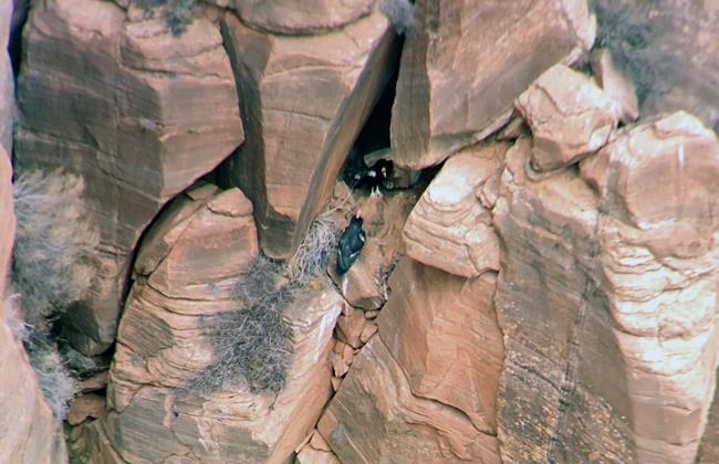 Condor chick confirmed at Zion National Park in Utah | iNFOnews.ca