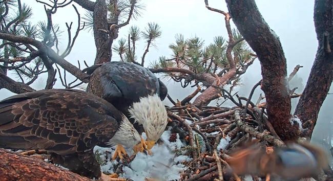 Bald eagle lays egg in Southern California mountains | iNFOnews.ca