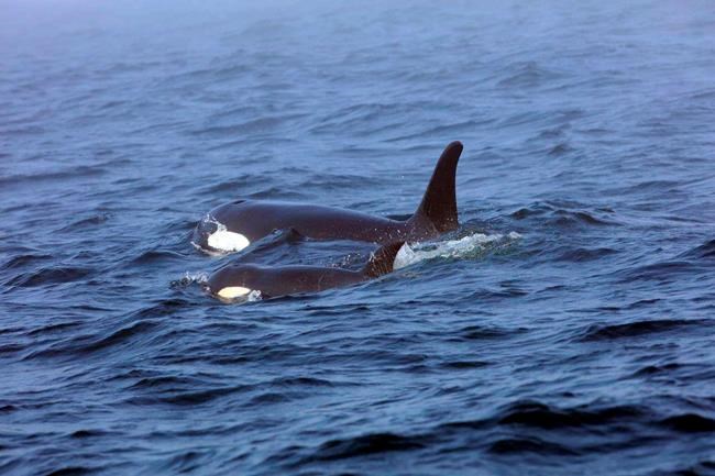Rescue team rushes to help ailing orca spotted off Canada | iNFOnews.ca