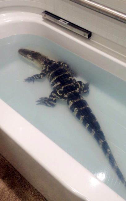 Alaska rescue group takes in alligator that outgrew bathtub | iNFOnews.ca