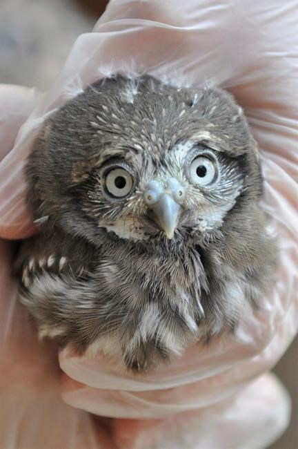 Phoenix Zoo flying high over 3-week-old baby pygmy owls | iNFOnews.ca