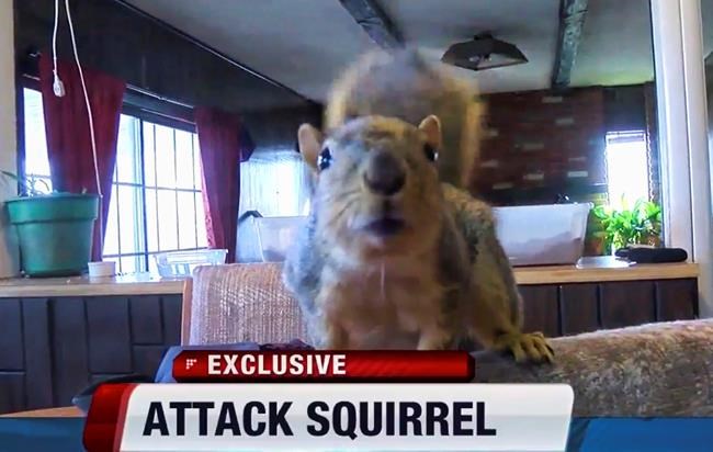 Joey, the indoor pet squirrel, guards home against burglary | iNFOnews.ca