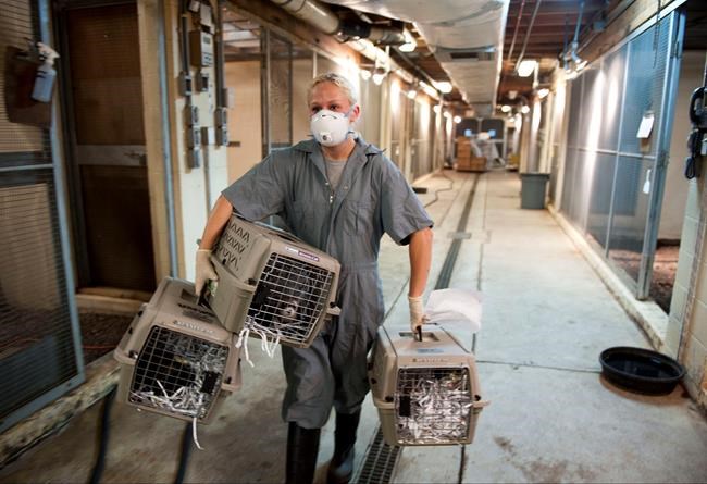 To aid ferrets, vaccine treats planned for prairie dogs | iNFOnews.ca