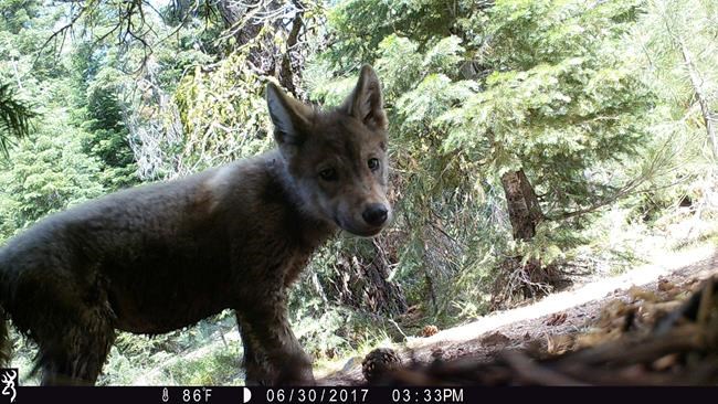 2nd pack of grey wolves spotted in Northern California | iNFOnews.ca 2nd pack of grey wolves spotted in Northern California | iNFOnews.ca