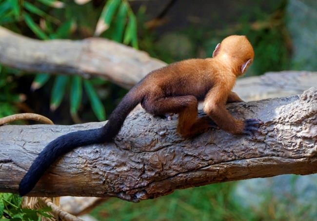 Baby monkeys swing into view at Los Angeles Zoo | iNFOnews.ca