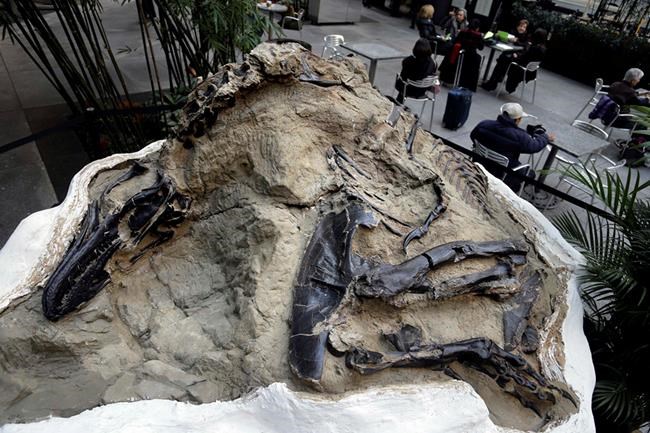 Court says dinosaur fossils worth millions aren't minerals | iNFOnews.ca