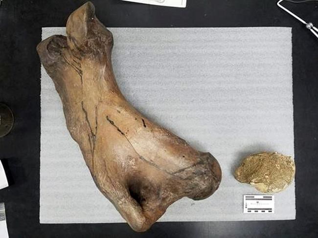 LA tunnel diggers find bone of ancient giant sloth | iNFOnews.ca LA tunnel diggers find bone of ancient giant sloth | iNFOnews.ca