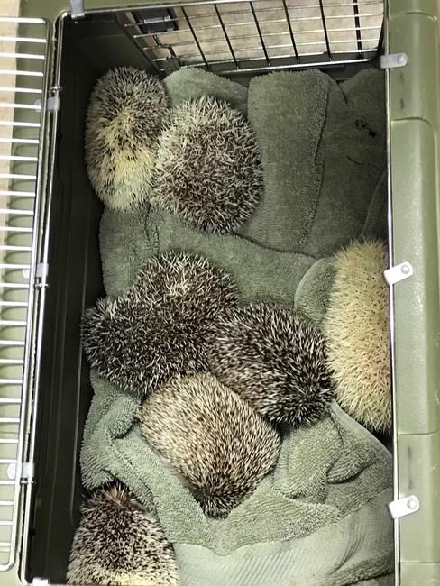 Probe ongoing after hedgehogs dumped in California trash can | iNFOnews.ca Probe ongoing after hedgehogs dumped in California trash can | iNFOnews.ca
