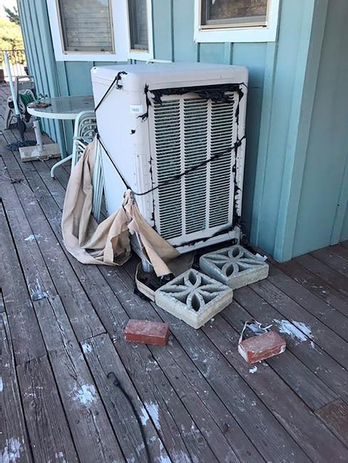 Flock of giant California condors trashes woman's home | iNFOnews.ca