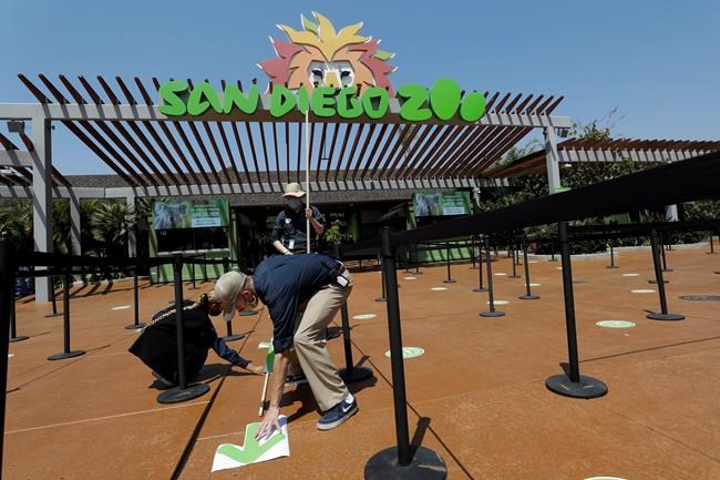 9 great apes get COVID-19 vaccinations at San Diego Zoo | iNFOnews.ca