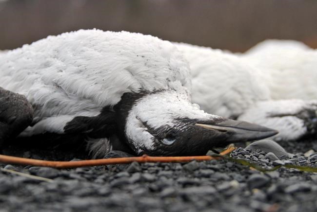 Researchers: Warm Pacific water led to vast seabird die-off | iNFOnews.ca