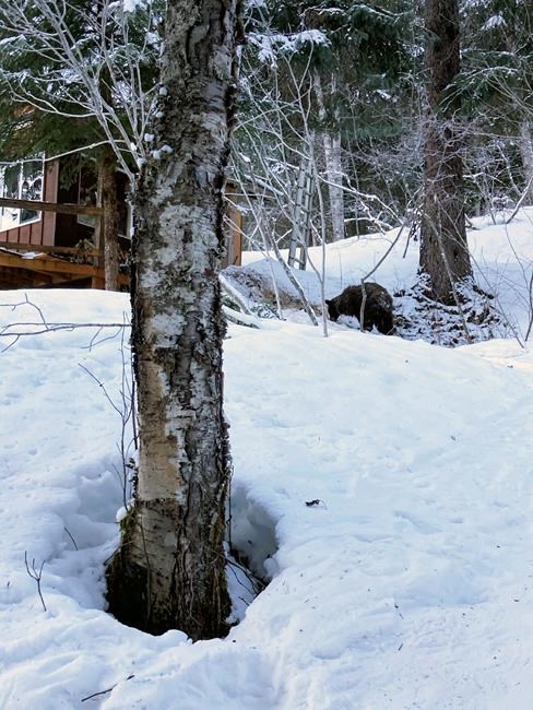 Alaska woman using outhouse attacked by bear, from below | iNFOnews.ca
