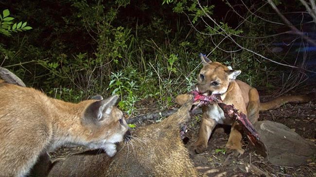 Los Angeles freeway claims 3rd mountain lion in 2 months | iNFOnews.ca