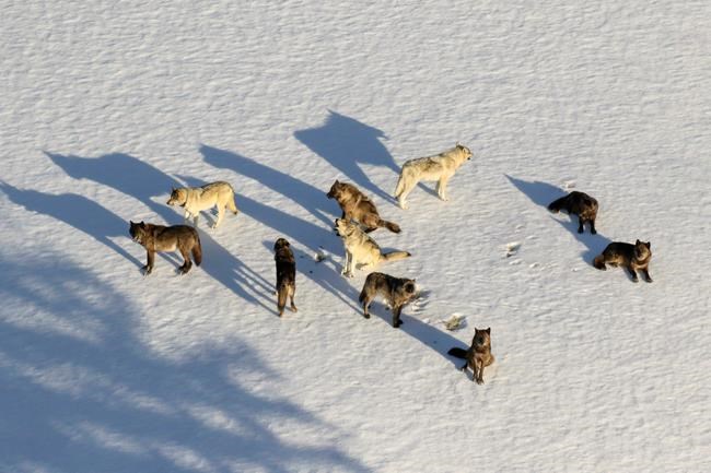 Scientists look at how some Yellowstone wolves avoid mange | iNFOnews.ca Scientists look at how some Yellowstone wolves avoid mange | iNFOnews.ca