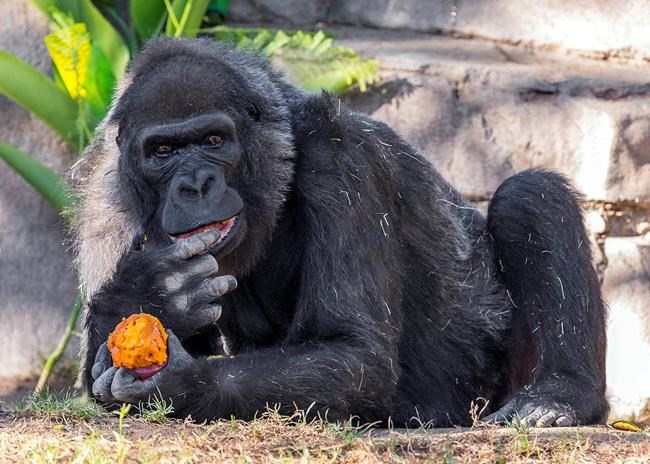 One of world's oldest gorillas dies at San Diego Safari Park | iNFOnews.ca