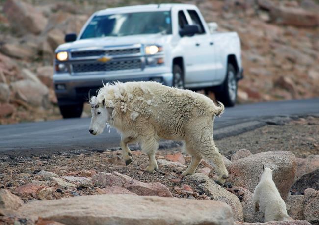 Helicopter sharpshooters to kill Grand Teton nonnative goats | iNFOnews.ca Helicopter sharpshooters to kill Grand Teton nonnative goats | iNFOnews.ca