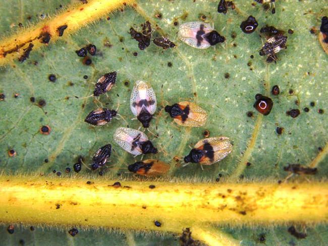 Invasive bug found feeding on avocado plants in Hawaii | iNFOnews.ca Invasive bug found feeding on avocado plants in Hawaii | iNFOnews.ca
