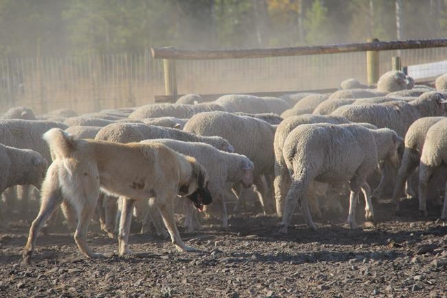 Imported guard dogs deployed as part of US wolf-sheep study | iNFOnews.ca