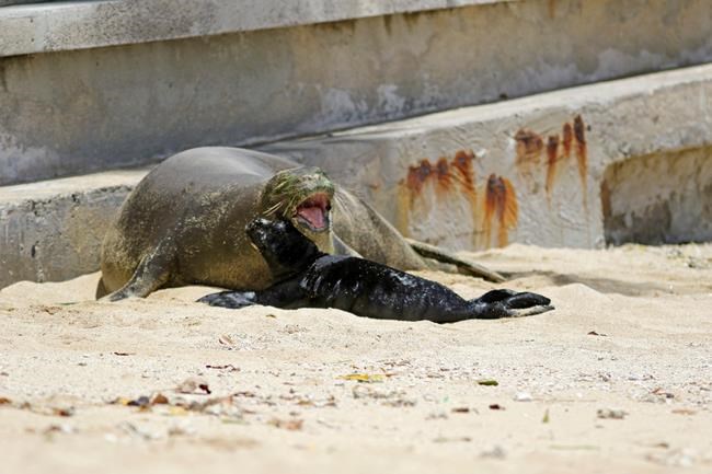 Weaned Hawaiian monk seal moved to undisclosed location | iNFOnews.ca