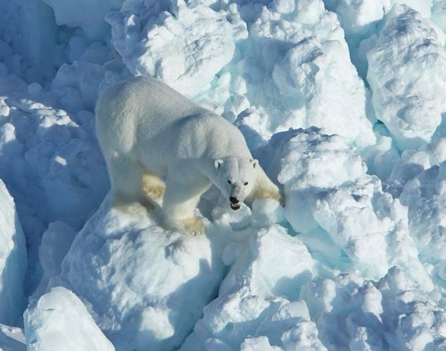Alaska scientists say polar bear encounters to increase | iNFOnews.ca CP680743653
