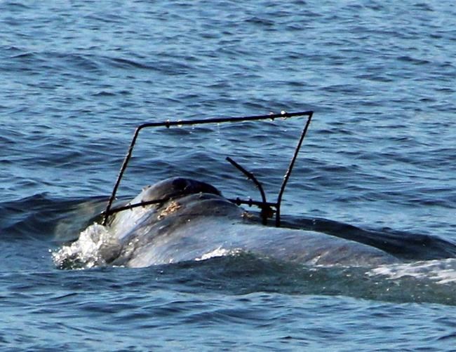 Southern California rescuers on lookout for tangled whale | iNFOnews.ca Southern California rescuers on lookout for tangled whale | iNFOnews.ca