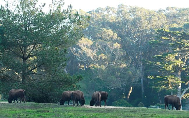San Francisco bison named Brunhilda dies | iNFOnews.ca