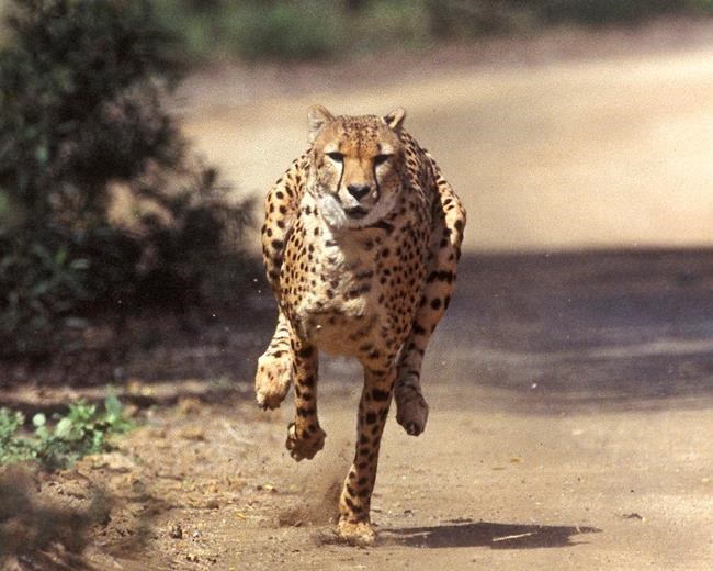 California conservation centre to host cheetah fundraiser | iNFOnews.ca