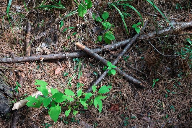 Researchers search for Bigfoot in Kisatchie National Forest | iNFOnews.ca