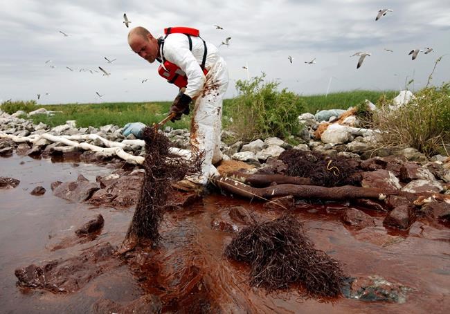 BP oil spill cash rebuilds eroded Louisiana pelican island | iNFOnews.ca