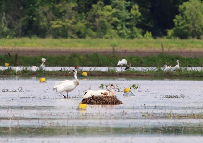 Louisiana man gets probation in whooping crane death | iNFOnews.ca Louisiana man gets probation in whooping crane death | iNFOnews.ca