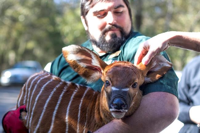 Baby bongo born, more likely soon at Species Survival Center | iNFOnews.ca