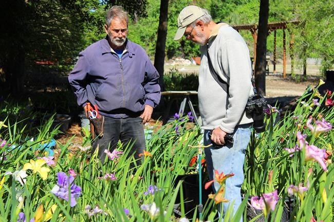 Petal power: Group works to preserve wild Louisiana irises | iNFOnews.ca Petal power: Group works to preserve wild Louisiana irises | iNFOnews.ca