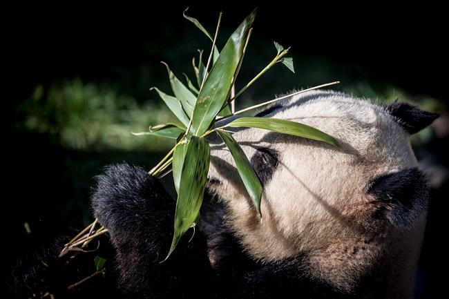 Danes rush to see pandas on loan from China | iNFOnews.ca Danes rush to see pandas on loan from China | iNFOnews.ca