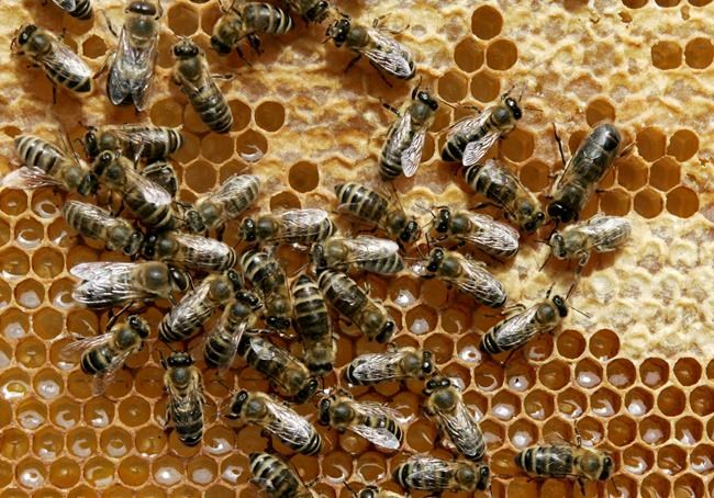 German state to accept environmentalists' bee-saving plan | iNFOnews.ca