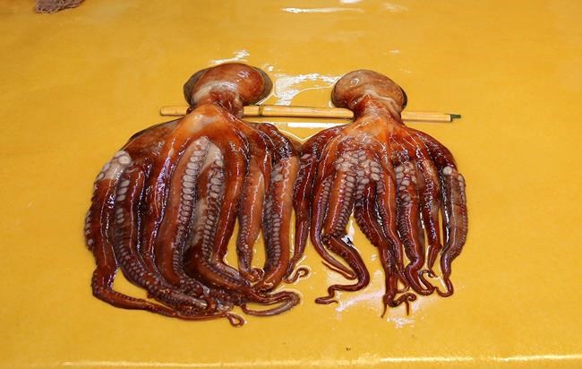 A sticky problem: boom in taste for octopus squeezes market | iNFOnews.ca